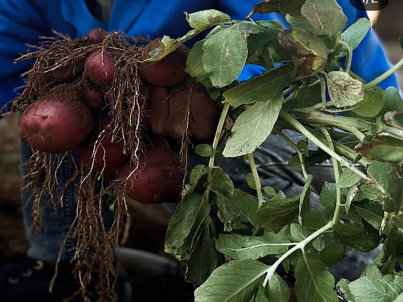 Crop Production Practical